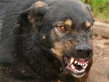 North Carolina Dangerous Dog Law - Miller Monroe & Plyler